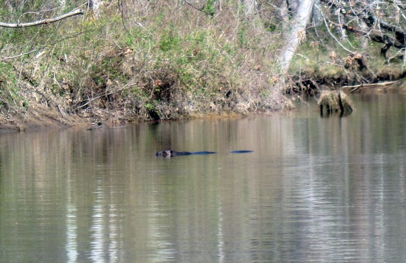 Beaver swimming
